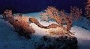 Micronesia Dive Trips