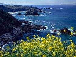 Mendocino Headlands